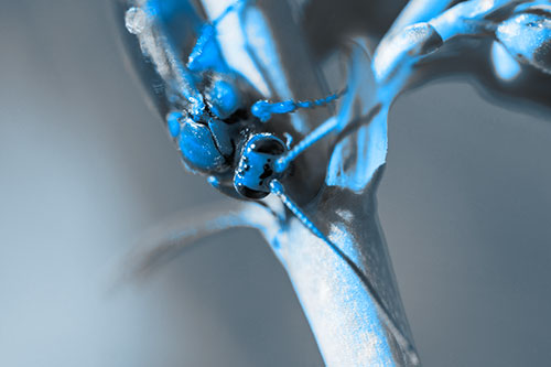 Red Wasp Crawling Down Flower Stem (Blue Tone Photo)