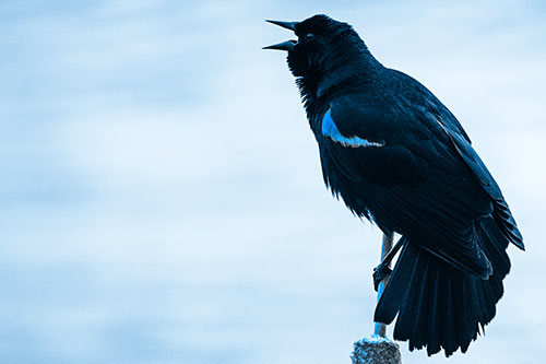 Red Winged Blackbird Singing Atop Cattail Branch (Blue Tone)