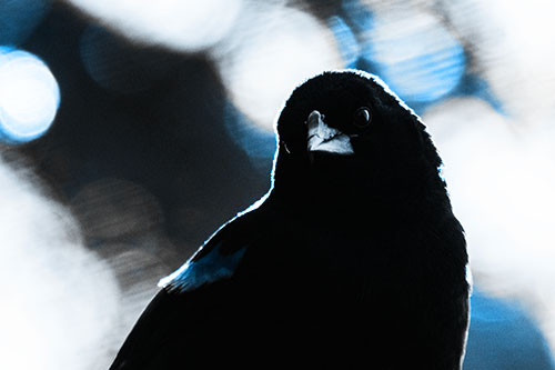 Red Winged Blackbird Tilting Head Among Sunlight (Blue Tone Photo)