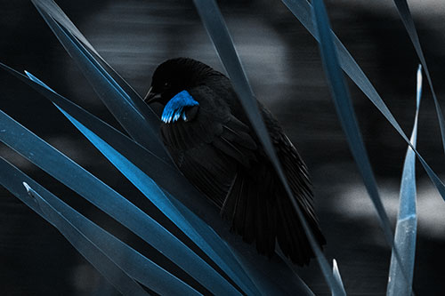 Red Winged Blackbird Watching Atop Water Reed Grass (Blue Tone Photo)