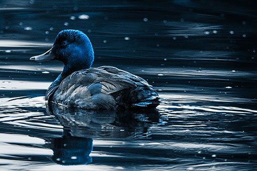 Redhead Duck Floating Atop Lake Water (Blue Tone Photo)