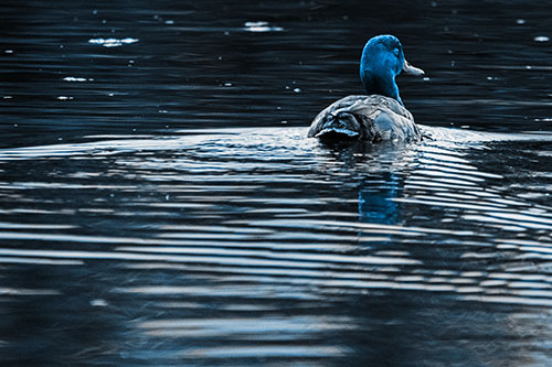 Redhead Duck Swimming Across Water (Blue Tone Photo)