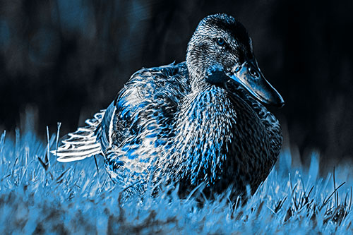 Rested Mallard Duck Rises To Feet (Blue Tone Photo)