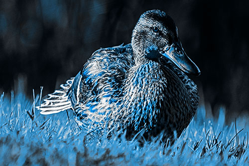 Rested Mallard Duck Rises To Feet (Blue Tone)