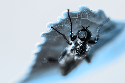 Resting March Fly Seeks Shade Beneath Leaf Petal (Blue Tone)