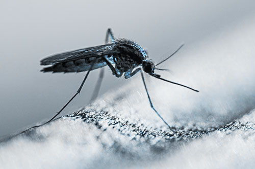 Resting Mosquito Awaits Warmth Among Sunlight (Blue Tone)