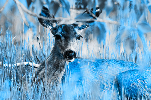 Resting White Tailed Deer Watches Surroundings (Blue Tone Photo)