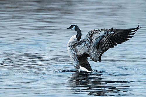 Rising Canadian Goose Spreading Wings Among Lake Top (Blue Tone)