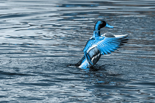 Rising Mallard Duck Flapping Wings Among Rippling Water (Blue Tone)