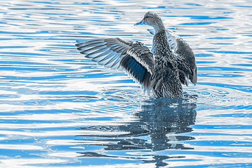 Rising Mallard Duck Flaps Wings Atop Lake (Blue Tone)