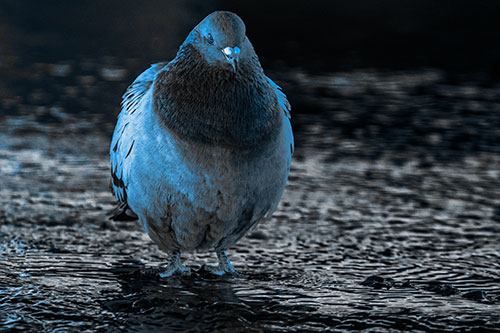 River Standing Pigeon Watching Ahead (Blue Tone)