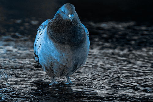 River Standing Pigeon Watching Ahead (Blue Tone Photo)