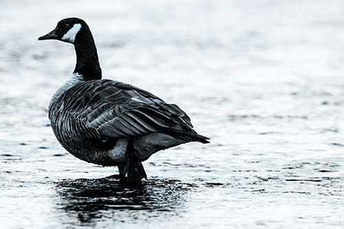 River Walking Canadian Goose (Blue Tone Photo)