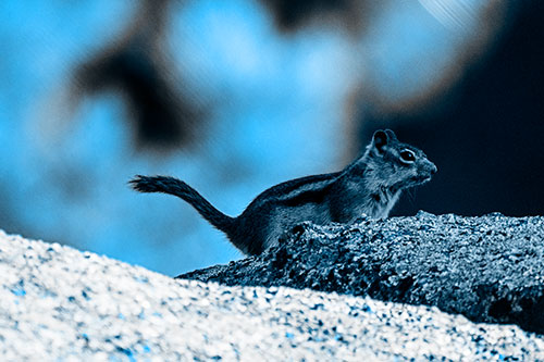 Rock Climbing Squirrel Reaches Shaded Area (Blue Tone Photo)