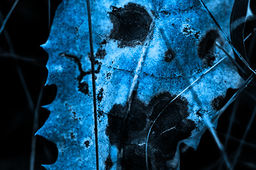 Rot Screaming Leaf Face Among Grass Blades (Blue Tone Photo)