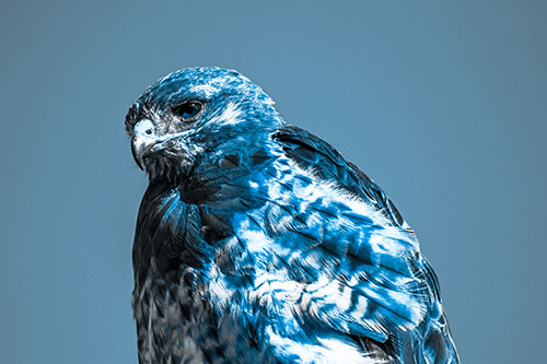 Rough Legged Hawk Keeping An Eye Out (Blue Tone Photo)