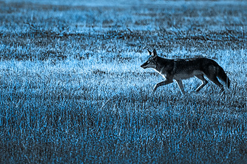 Running Coyote Hunting Among Grass Prairie (Blue Tone Photo)
