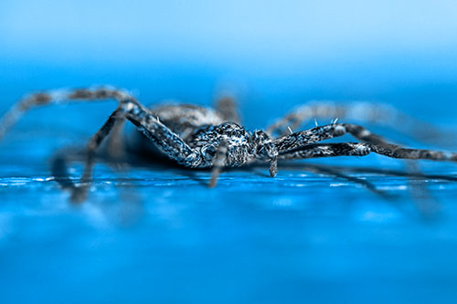 Running Crab Spider Resting Among Bench (Blue Tone)