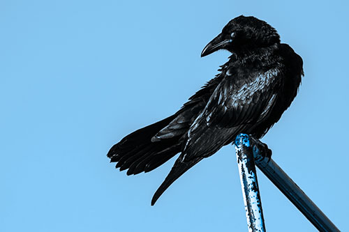 Rusted Rail Raven Keeping Watch (Blue Tone)