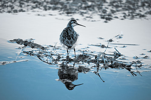 Sandpiper Bird Perched On Floating Lake Stick (Blue Tone Photo)
