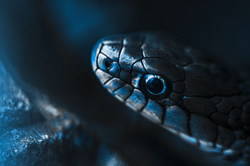 Scared Garter Snake Makes Appearance (Blue Tone Photo)