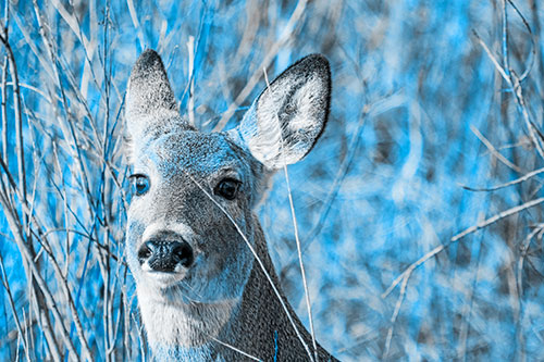 Scared White Tailed Deer Among Branches (Blue Tone Photo)