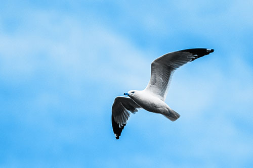 Seagull Flying Among Cloudy Overcast Sky (Blue Tone)