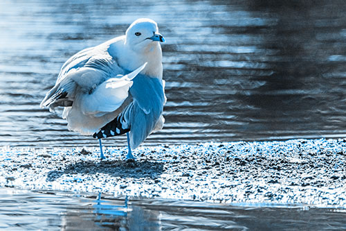 Seagull Grooming Itself Among Lake Shore (Blue Tone)