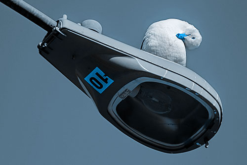 Seagull Grooming Self Atop Street Light Pole (Blue Tone)