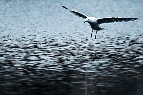 Seagull Landing On Lake Water (Blue Tone Photo)