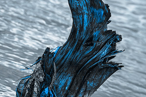 Seasick Faced Tree Log Among Flowing River (Blue Tone Photo)