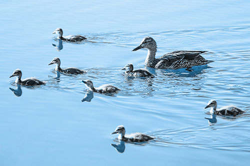 Seven Mallard Ducklings Swimming With Mother (Blue Tone)