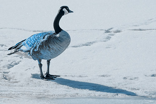 Shadow Casting Canadian Goose Standing Among Snow (Blue Tone Photo)