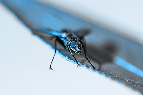 Shadow Casting Cluster Fly Dangles Leg Off Plant Leaf (Blue Tone)