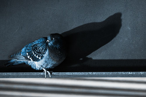 Shadow Casting Pigeon Looking Towards Light (Blue Tone Photo)