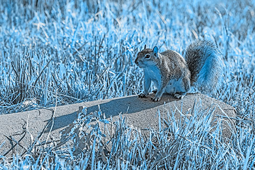 Shadow Casting Squirrel Sitting Atop Concrete Drain (Blue Tone)