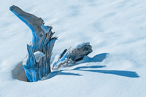 Shadow Casting Tree Trunk Waving Among Snow (Blue Tone)