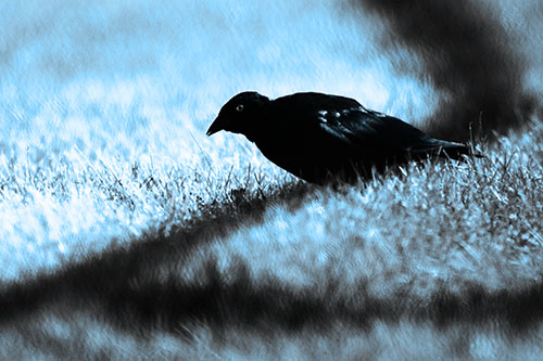 Shadow Standing Grackle Bird Leaning Forward On Grass (Blue Tone Photo)