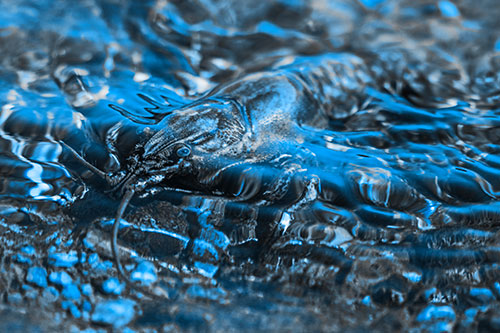 Shallow Submerged Crayfish Keeping Watch Among River (Blue Tone Photo)