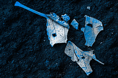 Shattered Leaf Face Separating Atop Pavement (Blue Tone)