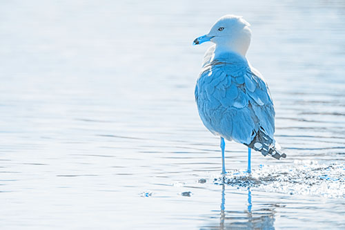 Shore Standing Seagull Watches Across Lake (Blue Tone)