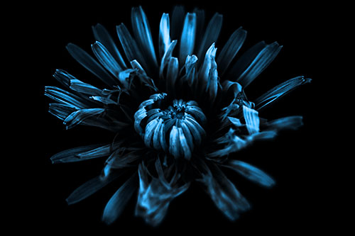 Shriveled Taraxacum Flower Blooming (Blue Tone Photo)