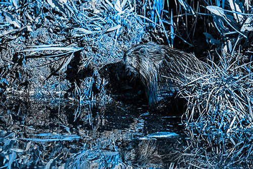 Shy Muskrat Sits Among Shallow Stream (Blue Tone)