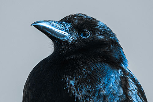 Side Glancing Crow Among Sunlight (Blue Tone Photo)