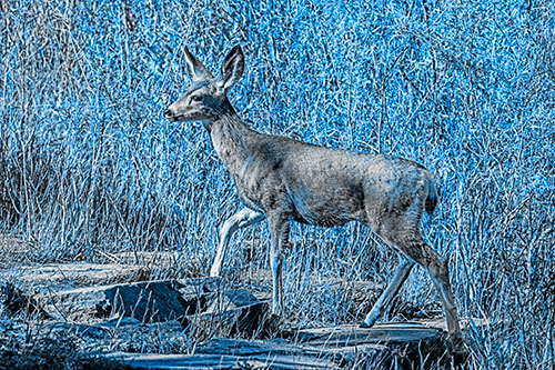 Side Glancing Mule Deer Walking Up Stepping Stones (Blue Tone)