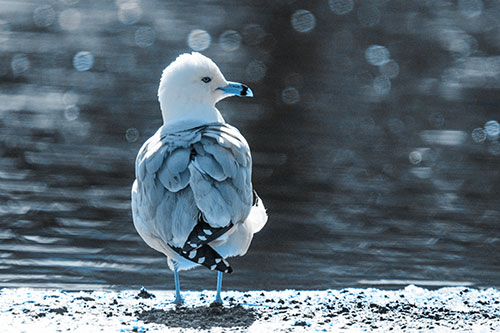 Sideways Glancing Seagull Observing Lake Surroundings (Blue Tone)