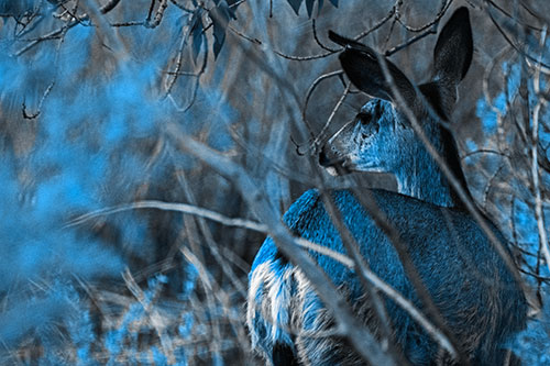 Sideways Glancing White Tailed Deer Beyond Tree Branches (Blue Tone Photo)