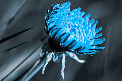 Sideways Taraxacum Flower Blooming Towards Light (Blue Tone Photo)