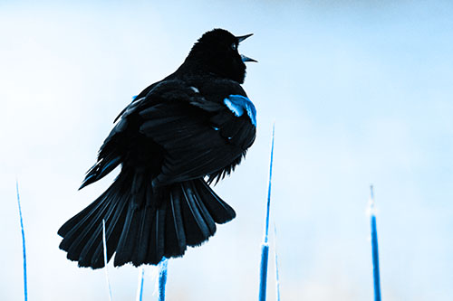 Singing Red Winged Blackbird Atop Cattail Branch (Blue Tone Photo)