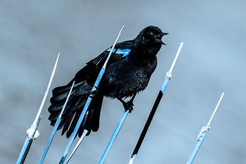Singing Red Winged Blackbird Gripping Ahold Between Leaning Cattail Branches (Blue Tone)